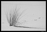 Desert Grass